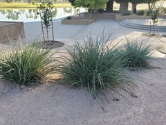 Hesperaloe parviflora