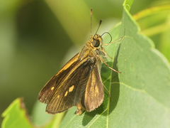 Parphorus pseudecorus