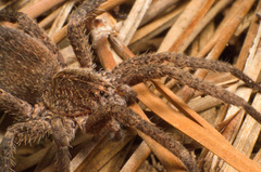 Centroctenus brevipes