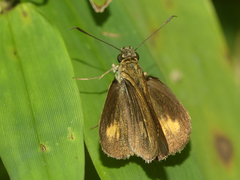 Pheraeus odilia odilia