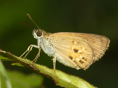 Pheraeus odilia odilia