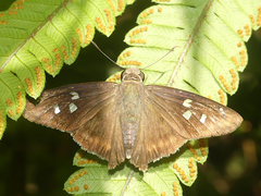 Polygonus leo pallida
