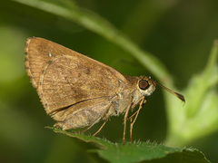 Psoralis stacara