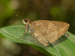 Psoralis stacara