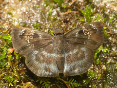 Quadrus u-lucida mimus