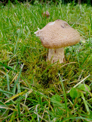 Armillaria cepistipes