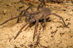 Centroctenus brevipes