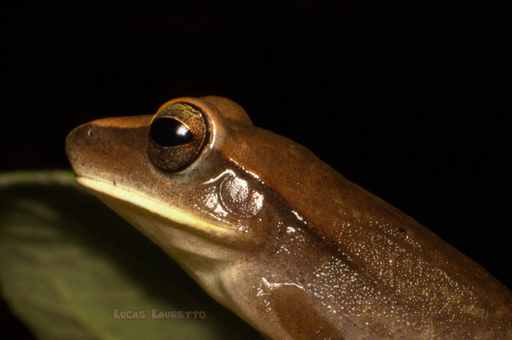 Spotted Treefrog