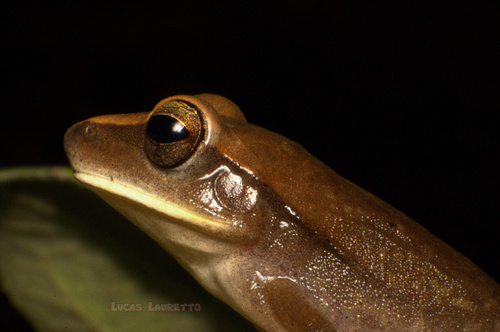 Spotted Treefrog