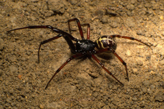 Steatoda diamantina