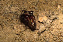 Steatoda diamantina