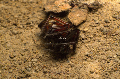 Steatoda diamantina