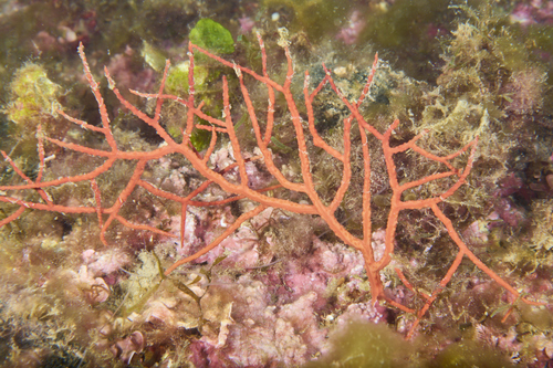 Photo of Warty gorgonian (Leptogorgia sarmentosa)