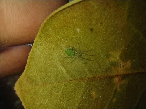 cedivôčka zelená (Nigma walckenaeri)
