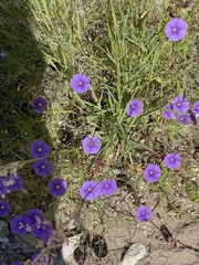 Ipomoea ternifolia