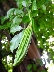 Parmentiera aculeata