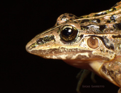 Leptodactylus furnarius