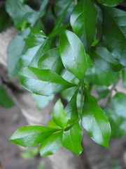 Parmentiera aculeata