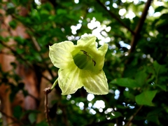 Parmentiera aculeata