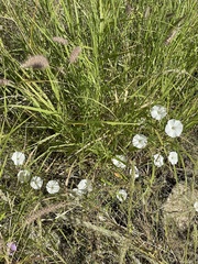 Ipomoea ternifolia