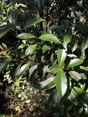 Pyrenaria microcarpa