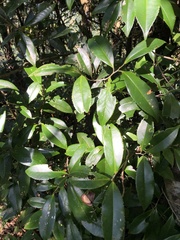 Pyrenaria microcarpa