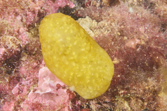 Pseudodistoma crucigaster