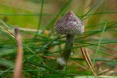 Cortinarius flexipes