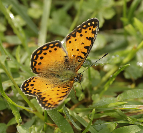 Issoria baumanni