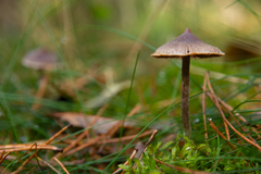 Cortinarius flexipes