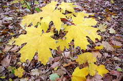 Acer platanoides