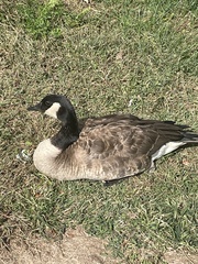 Branta canadensis
