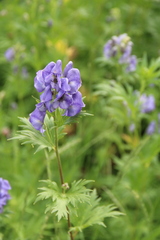 Aconitum maximum