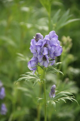 Aconitum maximum