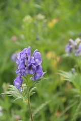 Aconitum maximum