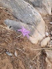 Colchicum variegatum