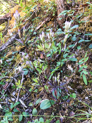 Gentianella propinqua