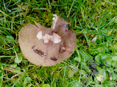 Armillaria cepistipes