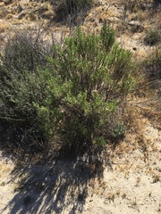 Ericameria pinifolia