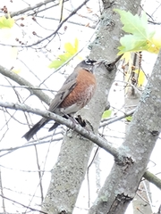 Turdus migratorius image
