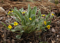 Viola tomentosa