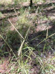 Eustachys floridana