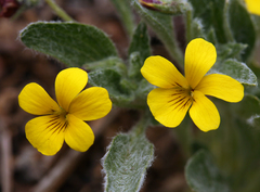 Viola tomentosa