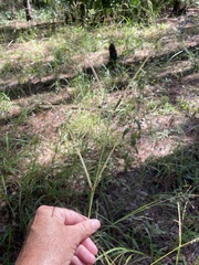 Eustachys floridana