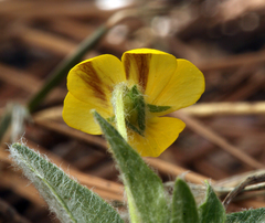Viola tomentosa