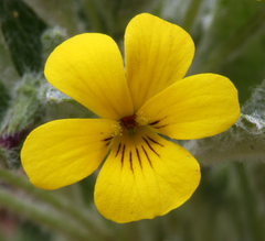 Viola tomentosa