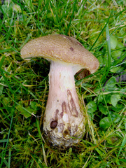 Armillaria cepistipes