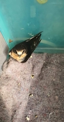 Hirundo rustica