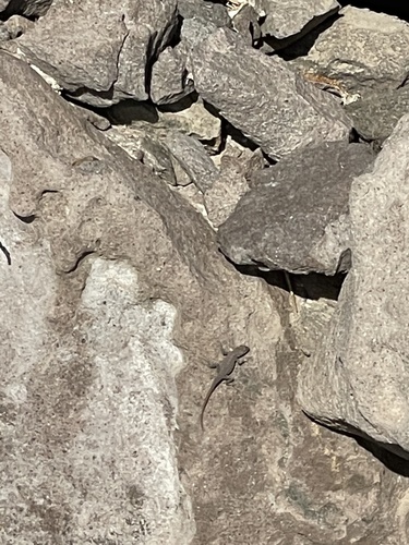 San Lorenzo Island Lizard, Uta encantadae