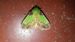 Aergina hilaris